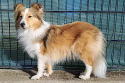 Zuchthndin Leelou vom Affinger Bach