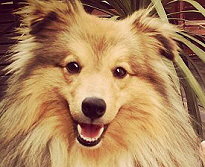 Zuchtrde Leon vom Affinger Bach