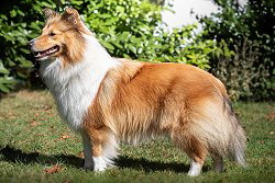 Zuchthndin Lillifee vom Affinger Bach