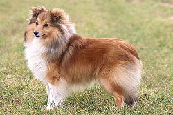 Zuchthndin Hiphip Hurra vom Affinger Bach