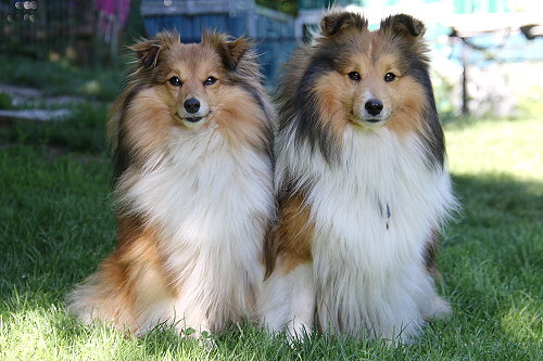 Die Eltern des T3-Wurfes: Nala und Bailey