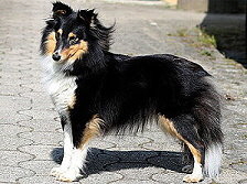 Zuchthndin Noomi vom Affinger Bach