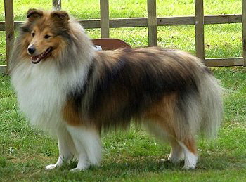 Papa Ch. Red Dawn The Scottish Real Passion Papa Ch. Red Dawn The Scottish Real Passion