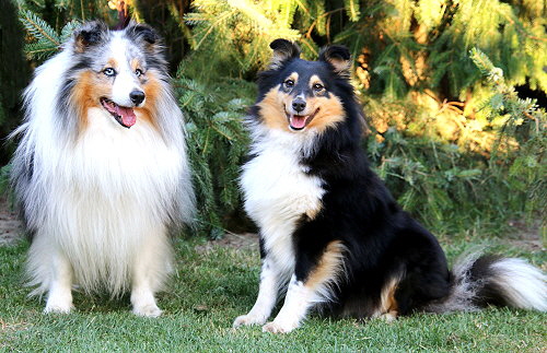 Tyler und Noomi, die Eltern des C3-Wurfes