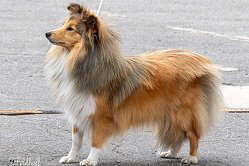 Zuchthndin Osaka vom Affinger Bach