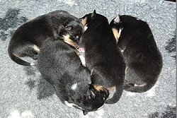 T-Wurf vom Affinger Bach, 1 Woche alt