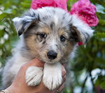 Islay�s Blue Spirit from Manor at Mountain, 8 Wochen alt