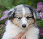 Ingenious Dusty in White from Manor at Mountain, 8 Wochen alt