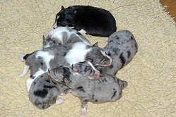 Y-Wurf vom Affinger Bach, 1 Woche alt