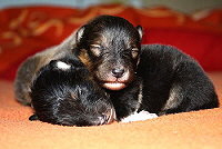 Z-Wurf vom Affinger Bach, 1 Woche alt