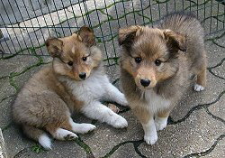 L-Wurf von den Steinwaldkids