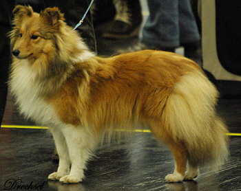 Luna auf der CAC Nrnberg 2013