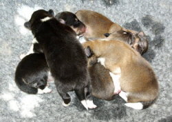 E2-Wurf vom Affinger Bach, 1 Woche alt