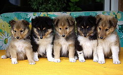 E2-Wurf vom Affinger Bach, 8 Wochen alt