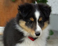 Aiko of Carriers Castle, 8,5 Wochen alt