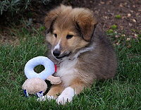 Akim of Carriers Castle, 8,5 Wochen alt