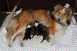 Stolzr Mama Gina mit ihren Welpen