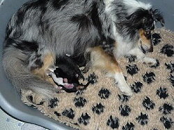 Mama Catinca mit ihrem Duo