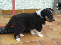 Lasse vom Ailberg, 5 Wochen alt