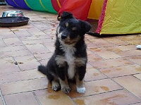 Laila vom Ailberg, 5 Wochen alt