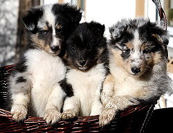 J2-Wurf vom Affinger Bach, 8 Wochen alt