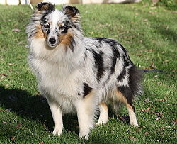 Karisma in Blue vom Sternensee