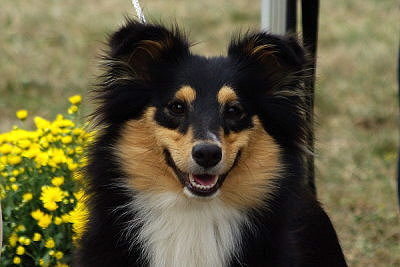 Amira in Vellberg 2015