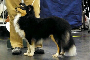 Amira auf der CACIB Nrnberg 2015