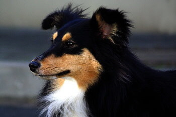 Amira von den Bockshof Angels 