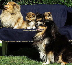 L2-Wurf vom Affinger Bach mit den stolzen Eltern Ivett und Pepper