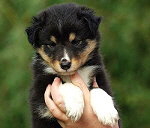 Noomi vom Affinger Bach, 6 Wochen alt