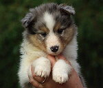 Nilaja vom Affinger Bach, 6 Wochen alt