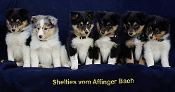 N2-Wurf vom Affinger Bach, 8 Wochen alt