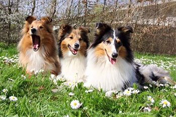 Blue, Joy und Estelle im Frhling 2016