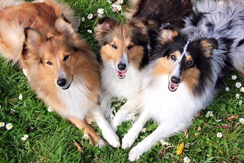 Blue, Joy und Estelle im Frhling 2016