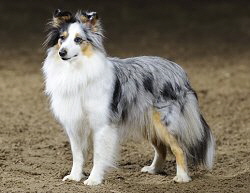 Eli-Enya Blue vom Ailberg