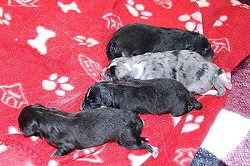 B-Wurf von den Bockshof Angels