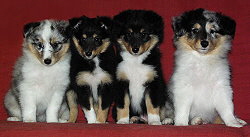 Owl-Hill-Paradise C-Wurf