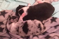 A-Wurf von der Biburg