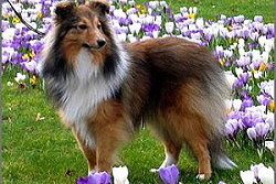 Zuchthndin Pikantje vom Affinger Bach