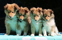 Pippas Welpen: O3-Wurf vom Affinger Bach