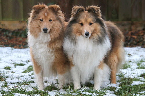 Die werdenden Eltern: Pippa und Bailey