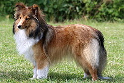 Zuchthndin Quinoa vom Affinger Bach