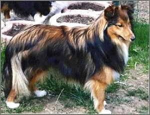 Rhea vom Affinger Bach