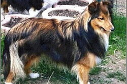 Zuchthndin Rhea vom Affinger Bach