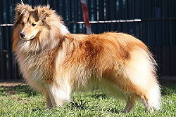 Zuchthndin Bellarose vom Affinger Bach