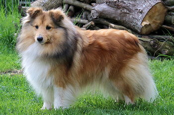 Die Mama von unserem N3-Wurf, Ch. Bellarose vom Affinger Bach 