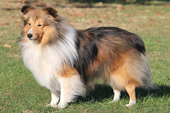 Der Papa von unserem N3-Wurf, Ch. Niko Diabekski rozdroze