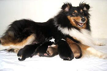 Mama Heaven mit ihren Babys