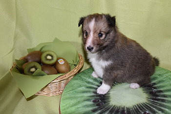 Kiwi 4 Wochen alt 